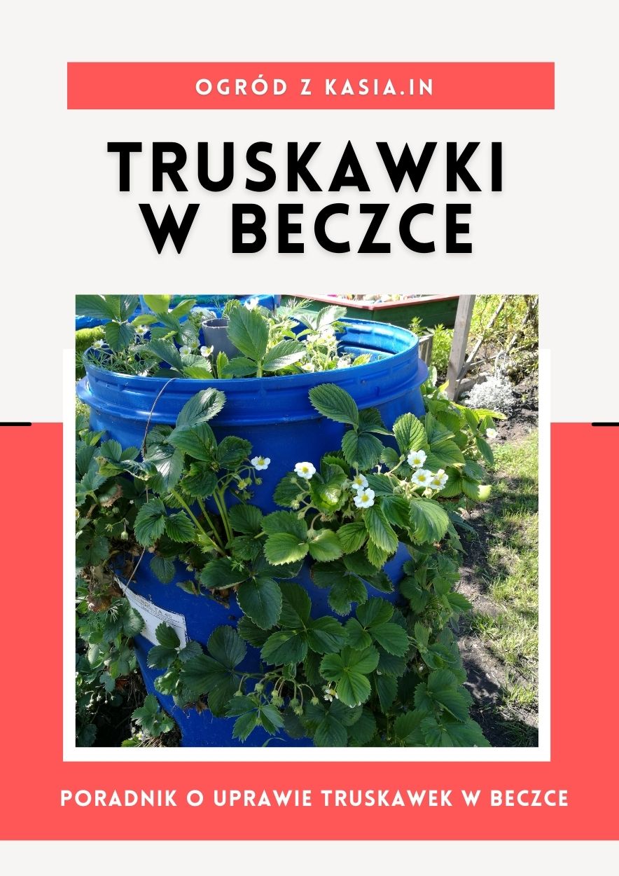 Truskawki w beczce - E-Book